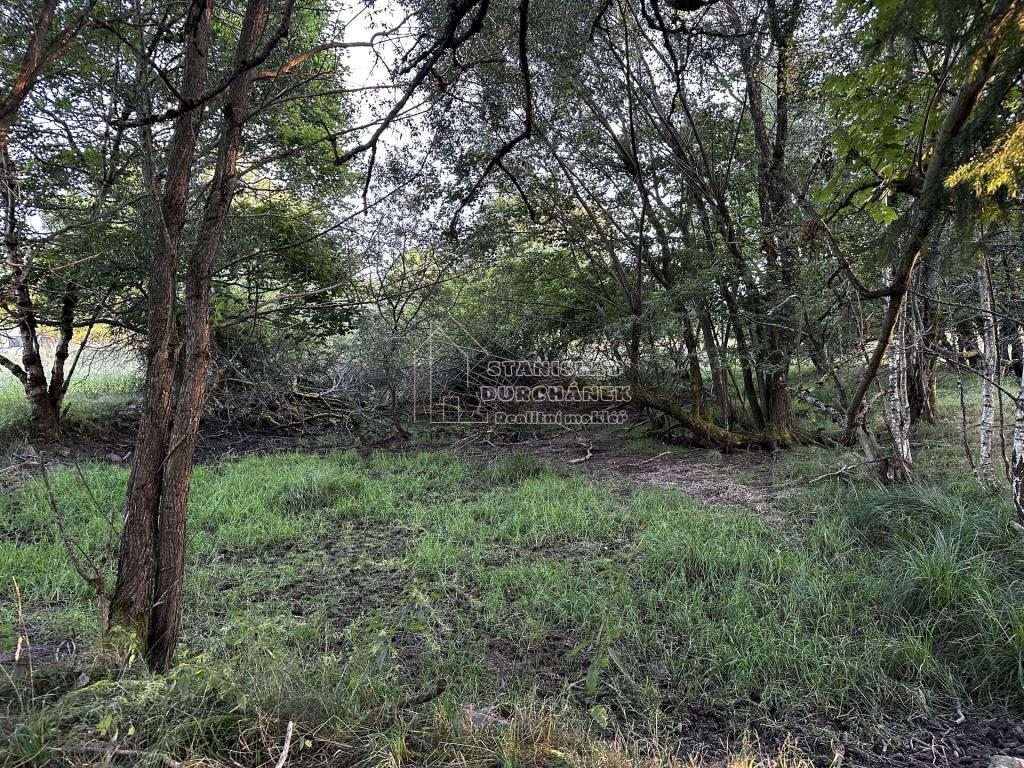 Prodej pozemku 4929 m2, Nová Ves – náhled fotky 9