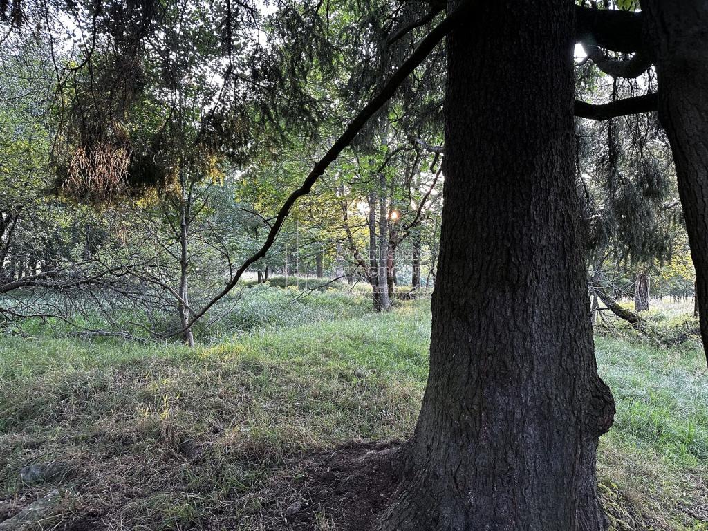 Prodej pozemku 4929 m2, Nová Ves – náhled fotky 11