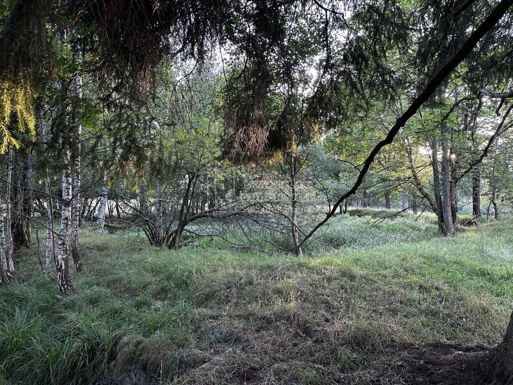 Prodej pozemku 1713 m2, Nová Ves – náhled fotky 8
