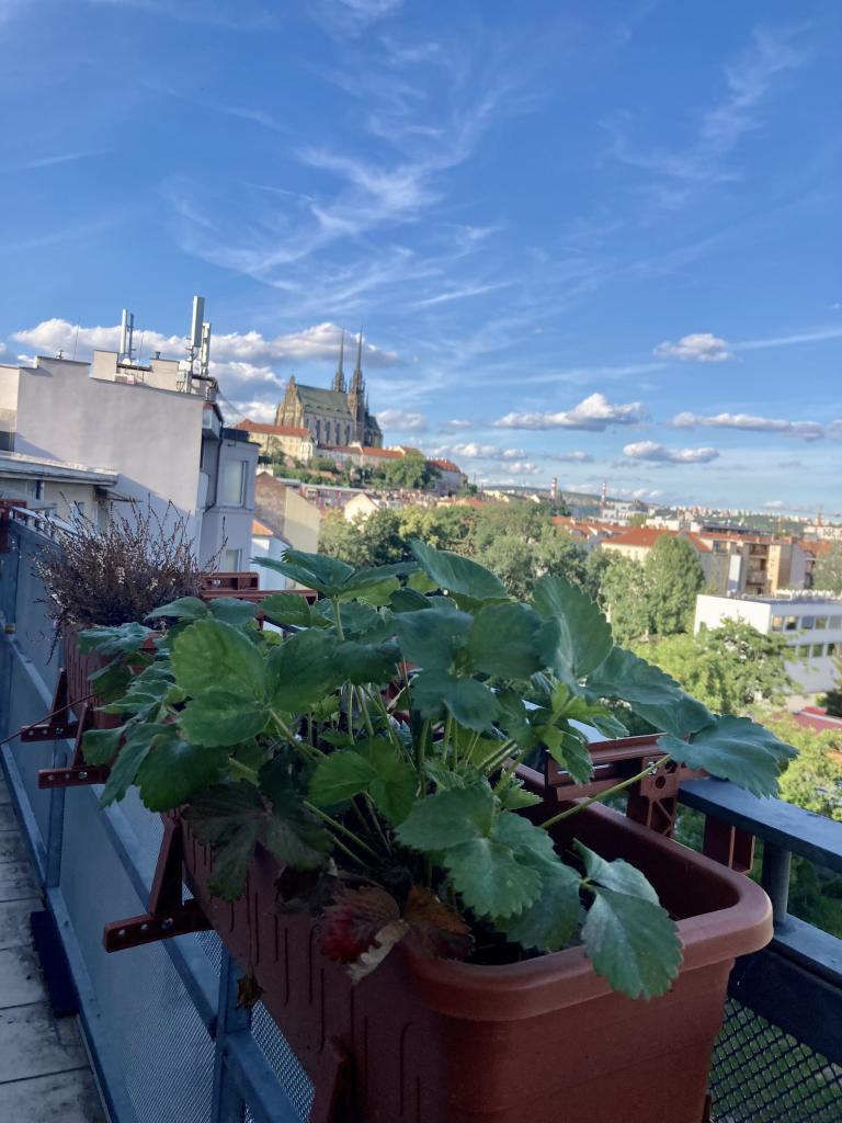 Pronajem bytu 2+kk 54 m2