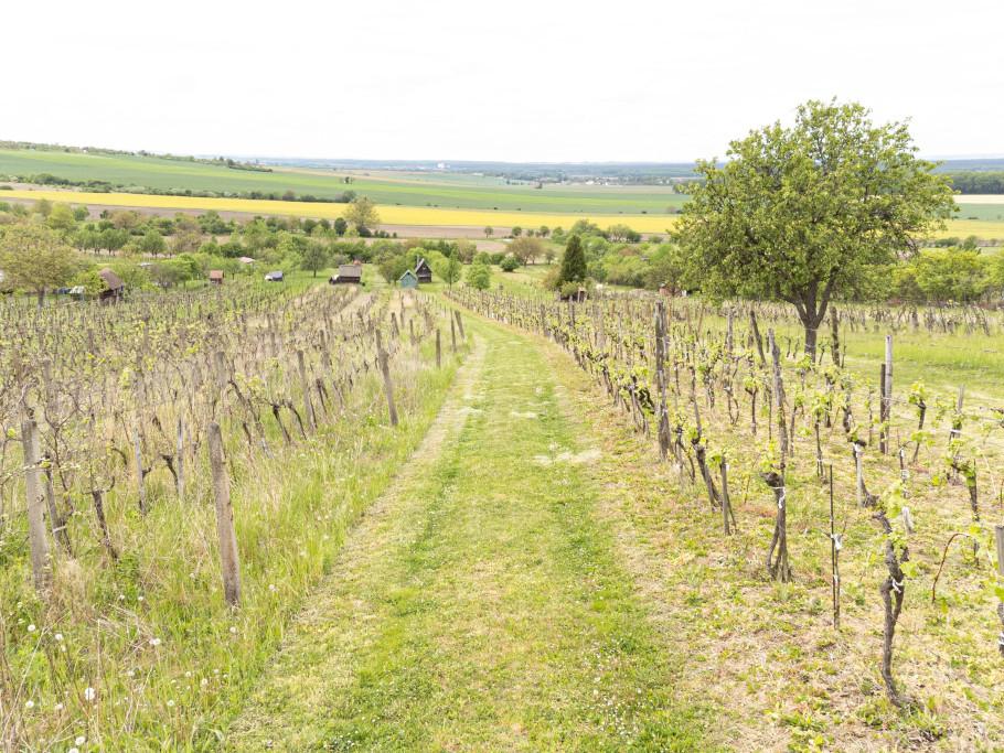 Prodej pozemku 5457 m2, Strážnice – náhled fotky 8