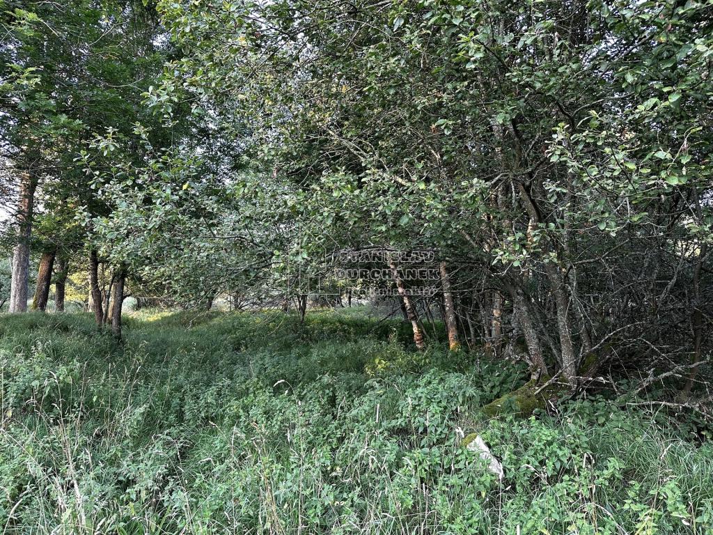 Prodej pozemku 4929 m2, Nová Ves – náhled fotky 8